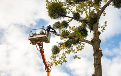 When to Schedule Tree Services in Daytona Beach, FL