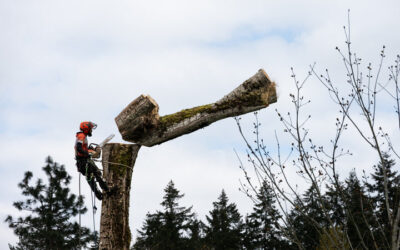 Tree Pruning Services in Edgewater FL
