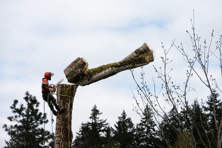 Tree Pruning Services in Edgewater FL | Tree Trimming Services in Daytona Beach, FL | Florida Foliage | Tree Removal | Storm Tree Prep in Daytona Beach, FL