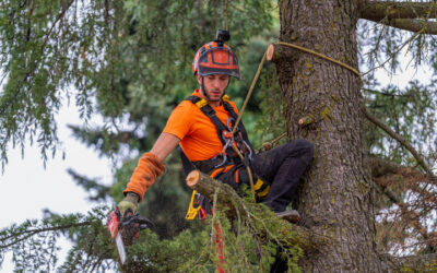 Tree Pruning Services in New Smyrna Beach FL