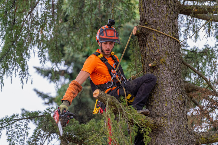 Tree Pruning Services in New Smyrna Beach FL | Tree Trimming Services in Daytona Beach, FL | Florida Foliage | Tree Removal | Storm Tree Prep in Daytona Beach, FL