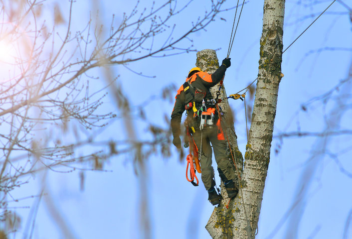 Tree Maintenance Services in Volusia County FL | Tree Trimming Services in Daytona Beach, FL | Florida Foliage | Tree Removal | Storm Tree Prep in Daytona Beach, FL