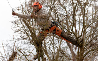 Tree Maintenance Services in New Smyrna Beach FL
