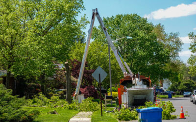 Tree Pruning Services in Ormond Beach FL