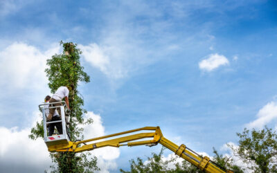 Tree Safety Assessments in Port Orange FL