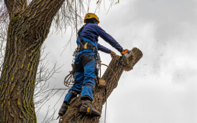 Tree Maintenance Services in Holly Hill FL