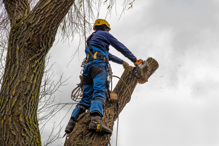 Tree Maintenance Services in Holly Hill FL | Tree Trimming Services in Daytona Beach, FL | Florida Foliage | Tree Removal | Storm Tree Prep in Daytona Beach, FL