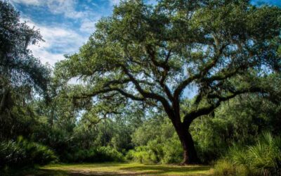 Professional Tree Maintenance in Volusia County FL