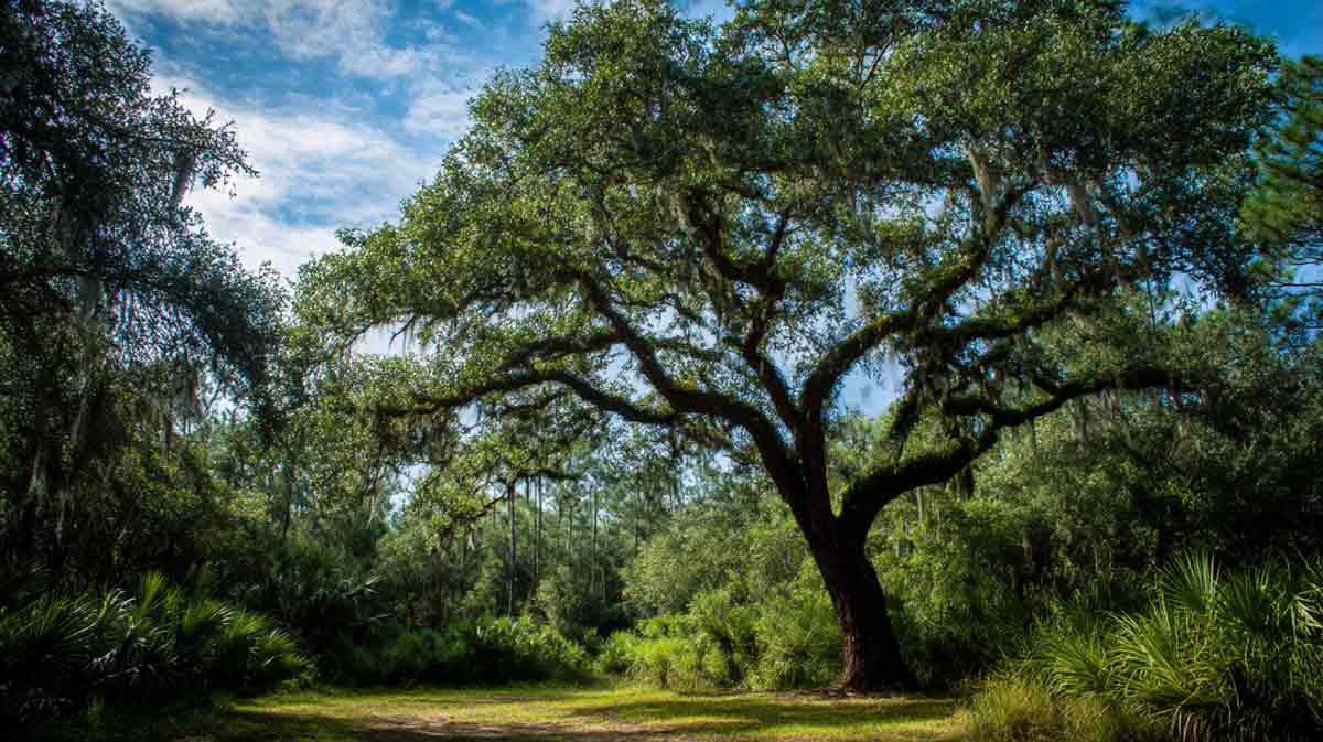 Professional-Tree-Maintenance-in-Volusia-County-FL Professional Tree Maintenance in Volusia County FL | Tree Trimming Services in Daytona Beach, FL | Florida Foliage | Tree Removal | Storm Tree Prep in Daytona Beach, FL