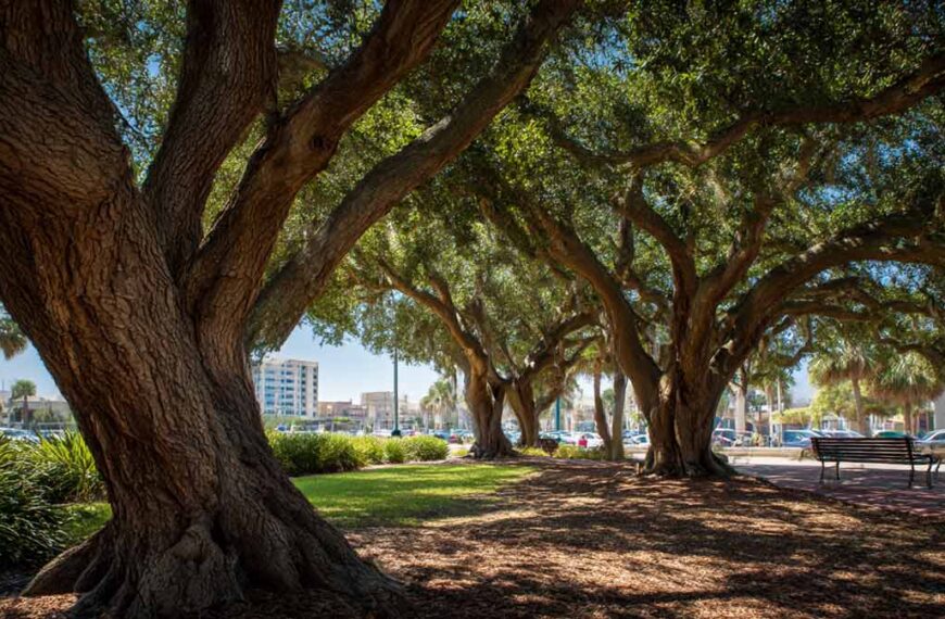 Tree Maintenance Services in Daytona Beach, FL | Tree Trimming Services in Daytona Beach, FL | Florida Foliage | Tree Removal | Storm Tree Prep in Daytona Beach, FL