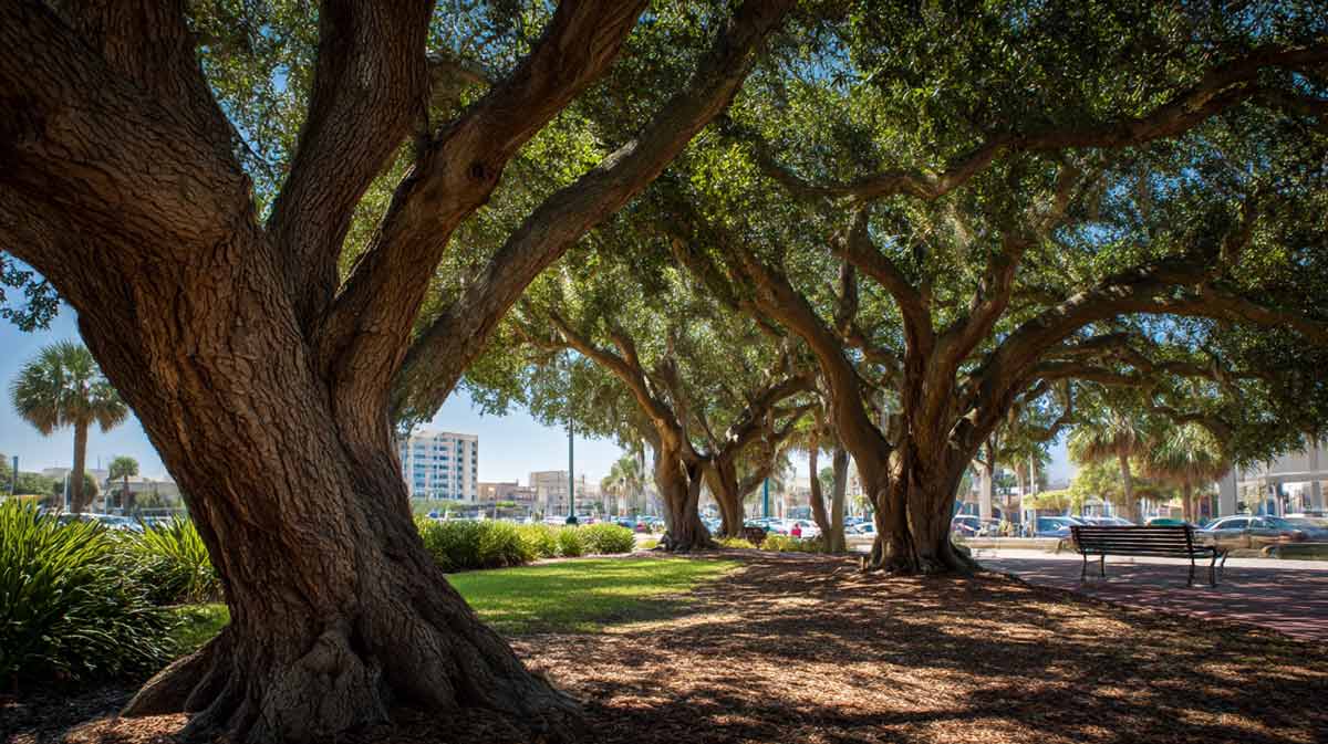 Tree Maintenance Services in Daytona Beach, FL | Tree Trimming Services in Daytona Beach, FL | Florida Foliage | Tree Removal | Storm Tree Prep in Daytona Beach, FL