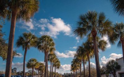 Tree Trimming Services in Holly Hill FL