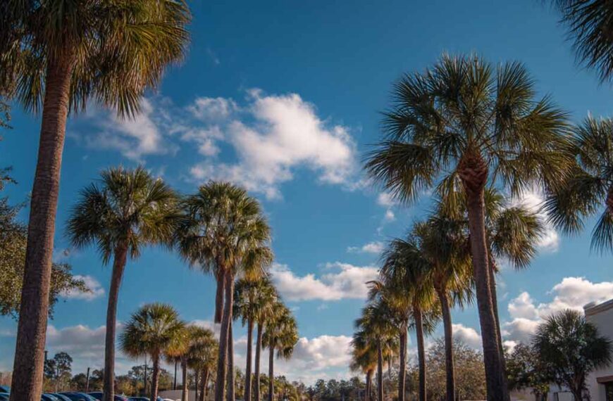 Tree Trimming Services in Holly Hill FL | Tree Trimming Services in Daytona Beach, FL | Florida Foliage | Tree Removal | Storm Tree Prep in Daytona Beach, FL